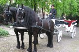 Stylowym powozem do �lubu