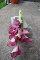 FloraDecoLine